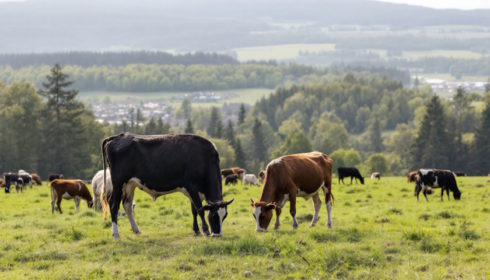 Pokles stavů hospodářských zvířat v ČR